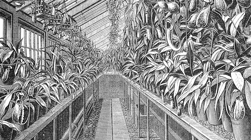 Veitch Nepenthes house